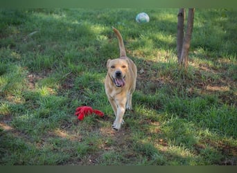 Leroy 152725 sucht ein zu Hause