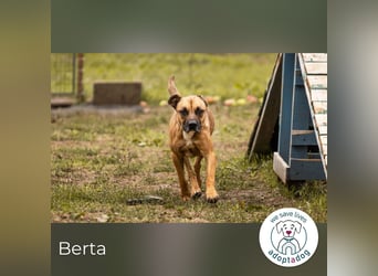 Berta 2176212 sucht ein zu Hause