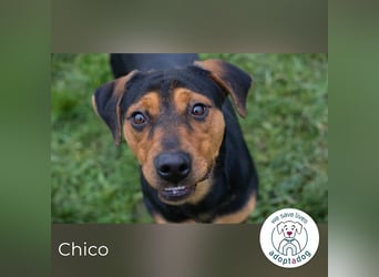 Chico – Sucht aktive Menschen!