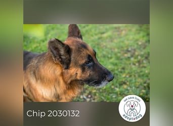Chip 2030132: sucht ein Zuhause