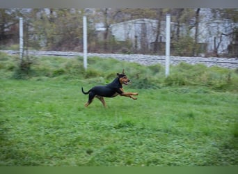 Chico – Sucht aktive Menschen!