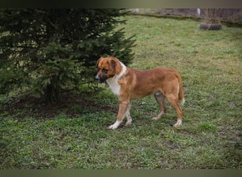 Basco: Kämpferherz sucht Liebe