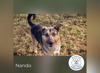 Nando: Spielgefährte gesucht!