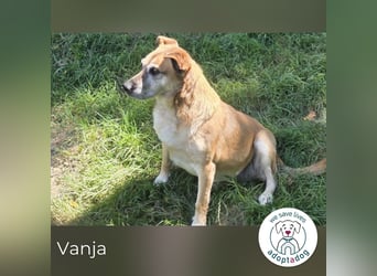 Vanja sucht ein Zuhause