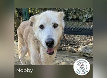 Nobby: Letzte Jahre in Geborgenheit