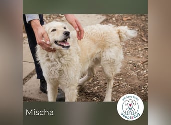 Mischa sucht ein Zuhause