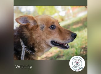Woody 265333 sucht ein zu Hause