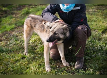 Akido – Sportskanone sucht Zuhause Akido – Sportskanone sucht Zuhause