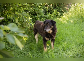 Elwood sucht ein Zuhause