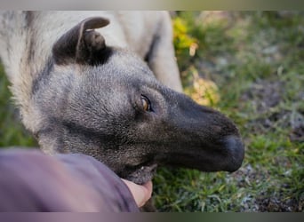 Amelie: Sanftmut trotz Schmerz