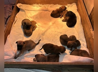 Cassy sucht ein Zuhause