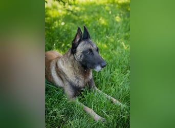 Knut sucht ein Zuhause