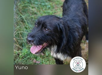 Yuno 219096 sucht ein zu Hause