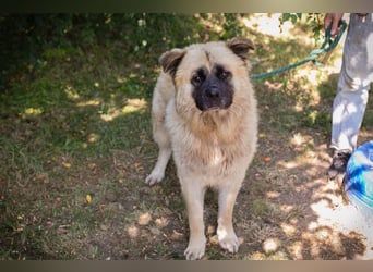 Teddy sucht ein Zuhause