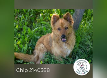 Chip 2140588 sucht ein Zuhause