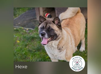 Hexe: Kämpferin mit großem Herzen