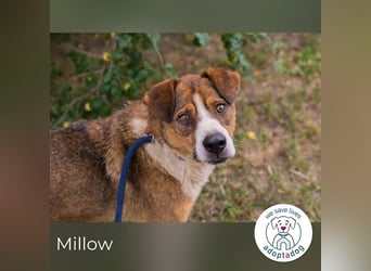 Millow sucht ein Zuhause