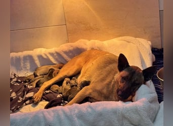 Cassy sucht ein Zuhause