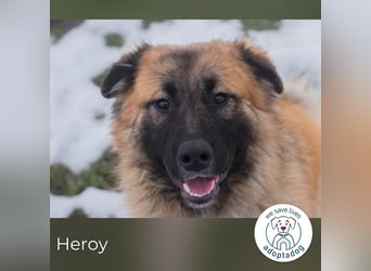 Heroy 260501 sucht ein zu Hause