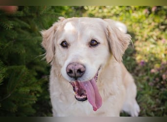 Sam sucht ein Zuhause