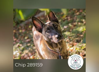 Chip 289159 sucht ein zu Hause