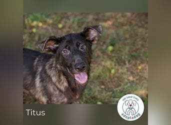 Titus 269957 sucht ein zu Hause