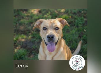Leroy 152725 sucht ein zu Hause
