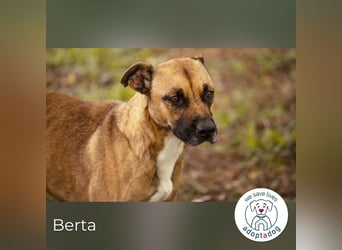 Berta 2176212 sucht ein zu Hause
