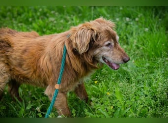 Archie sucht ein Zuhause