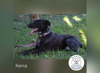 Xena sucht ein zu Hause