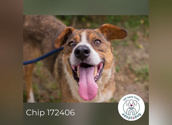 Chip 172406 sucht ein Zuhause
