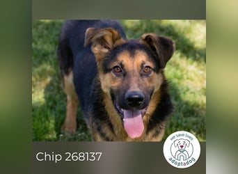 Chip 268137 sucht ein Zuhause