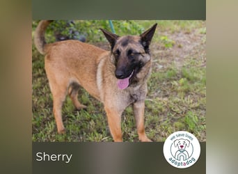 Sherry sucht ein Zuhause