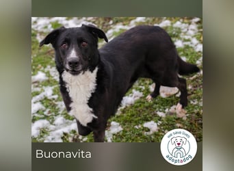 Buonavita: Sucht ihr Glück