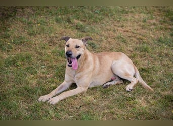 Chip 290336 sucht ein Zuhause