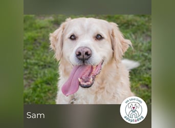 Sam sucht ein Zuhause