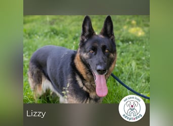 Lizzy sucht ein Zuhause