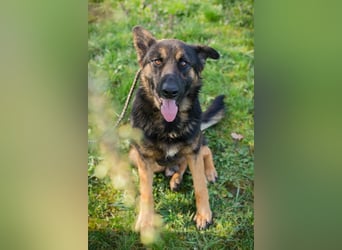 Dinero sucht ein Zuhause