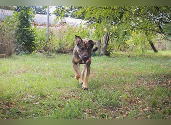 Traumhund Dobby: Treuer Begleiter sucht Zuhause