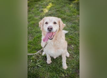 Sam sucht ein Zuhause