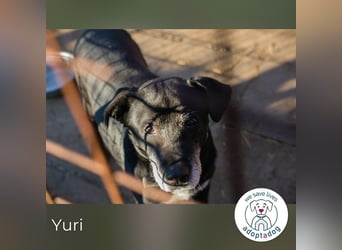 Yuri 854631 sucht ein zu Hause