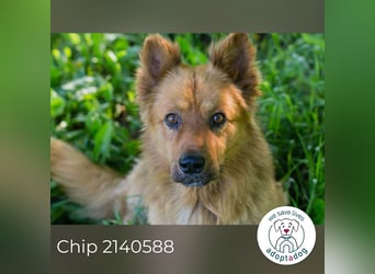 Chip 2140588 sucht ein Zuhause