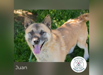 Juan: schüchterner Rüde