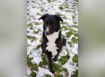 Buonavita: Sucht ihr Glück