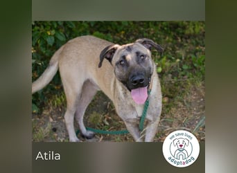 Atila sucht ein Zuhause