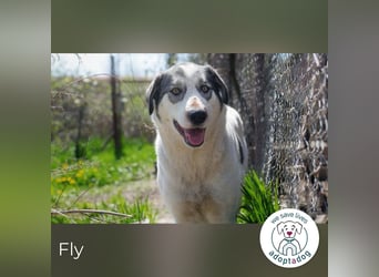 Fly 149428 sucht ein zu Hause