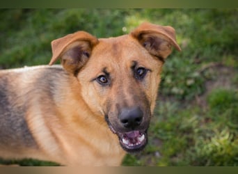 Chip 271878 sucht ein Zuhause