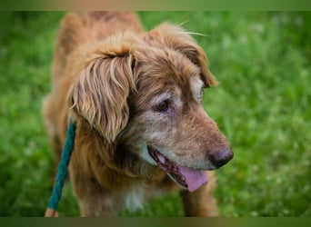 Archie sucht ein Zuhause