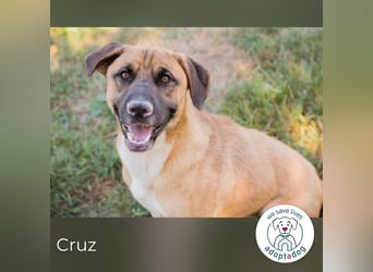 Cruz 283921 sucht ein zu Hause
