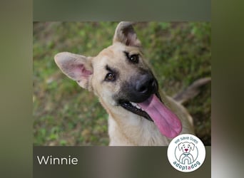 Winnie 274653 sucht ein zu Hause
